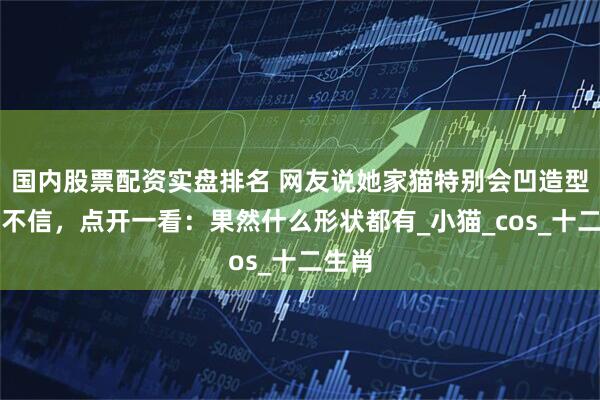 国内股票配资实盘排名 网友说她家猫特别会凹造型，我不信，点开一看：果然什么形状都有_小猫_cos_十二生肖